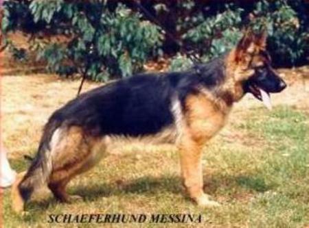 Schaeferhund Messina