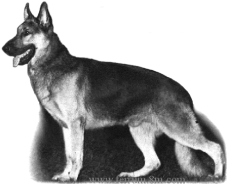 1975 GV CH (US) Caesar von Carahaus