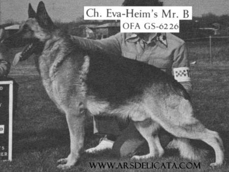 CH (US) Eva-Heim's Mr B