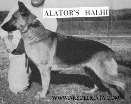 Alator's Halhi