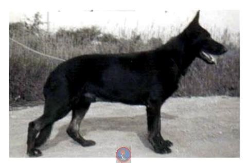 Baumann's Dusky