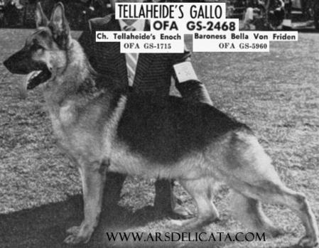1974 GV CH (US) Tellaheide's Gallo