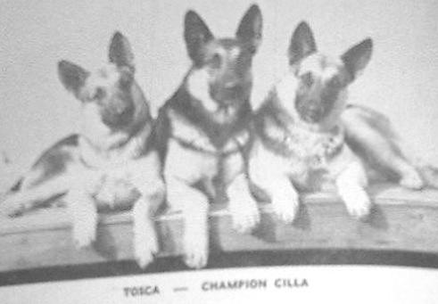 CH (US) Tosca of Cosalta