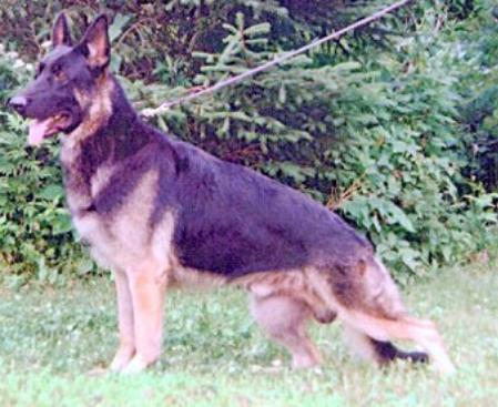 SEL CH (US) Riverdell's Desperado