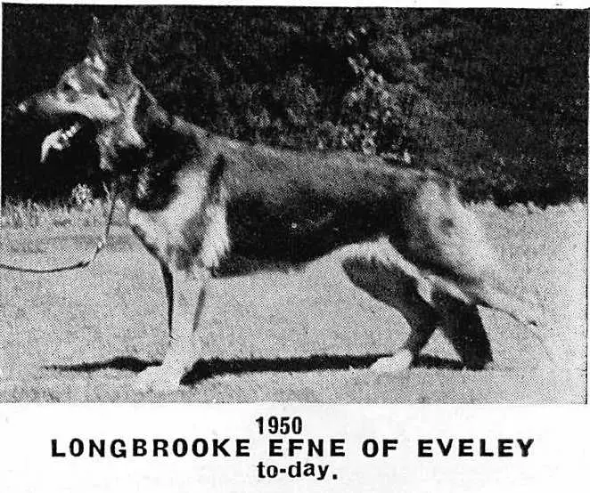 Longbrook Efne of Eveley