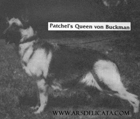 Patchel's Queen von Buckman