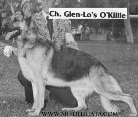 CH (US) Glenlo's O' Killie