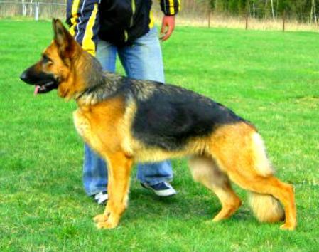 V (LGZS) Carma vom Jasban