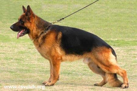 Legend of Ryu Tachikawa Wild