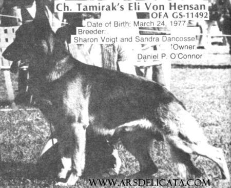 CH (US) Tamirak's Eli von Hensan