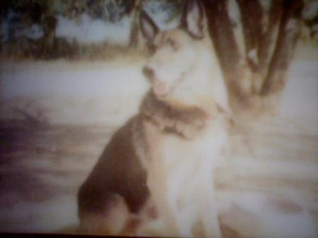 Fraulein Berlin Von Grayson