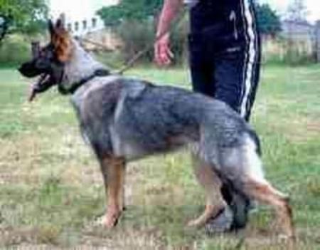 Bonni vom Wilknitzhof