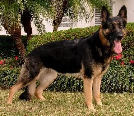 Dame Justice vom Winheim