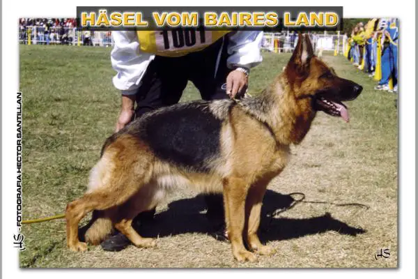 V (ARG) Hasel vom Baires Land