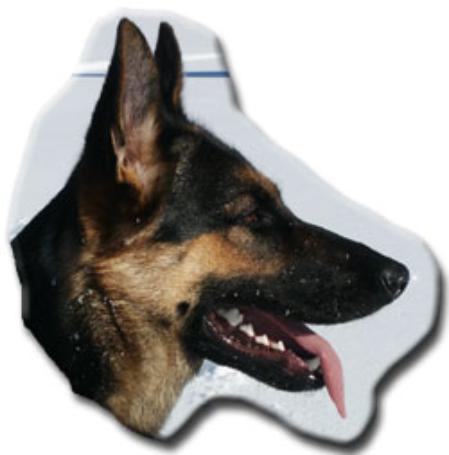 TJH Divagårdens Bruxa