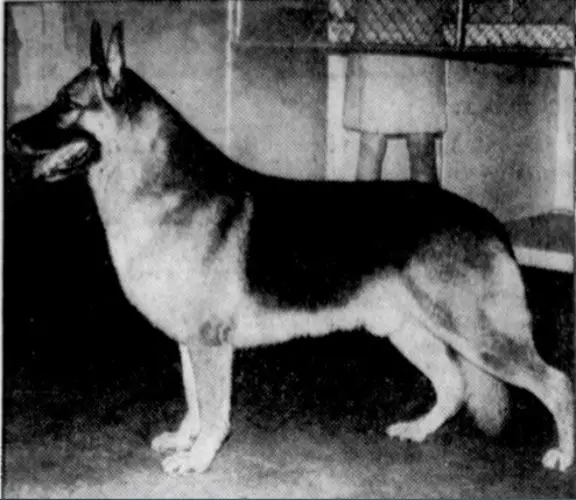 A.CH. A.GV.1972 EX.1 Horand Prince Huzzar