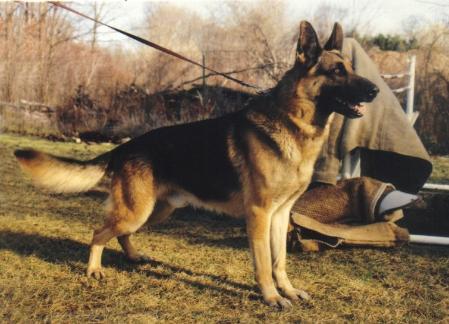 Cher Car's Notorious Son