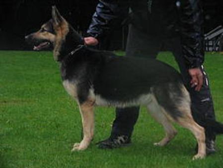 Cora Vom Hermannstein