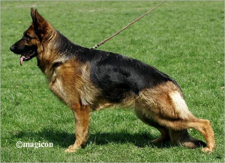 V Pepita von Tronje