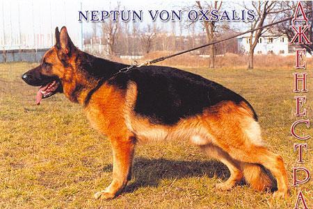 Neptun von Oxsalis