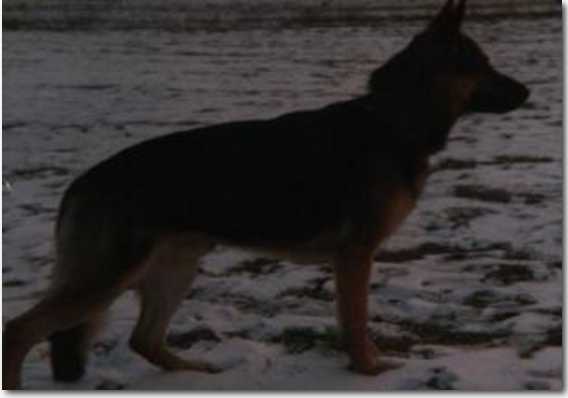 V Clint vom Zeuterner Himmelreich