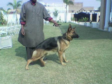 PK VG 1 Rose von Dossel