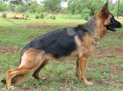 V (NBS) Buffy of Kinneret