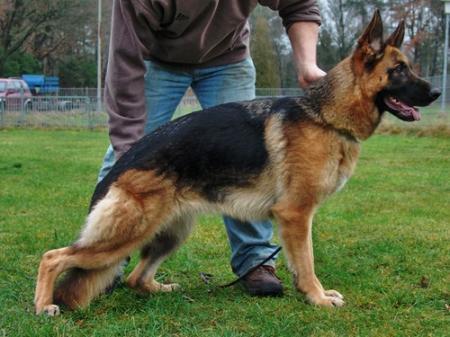 SG Hera vom Schloß Buldern