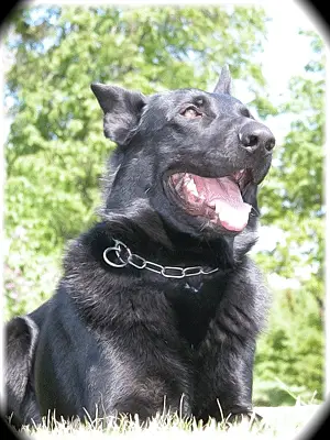 KORAD Hasseman's Judas