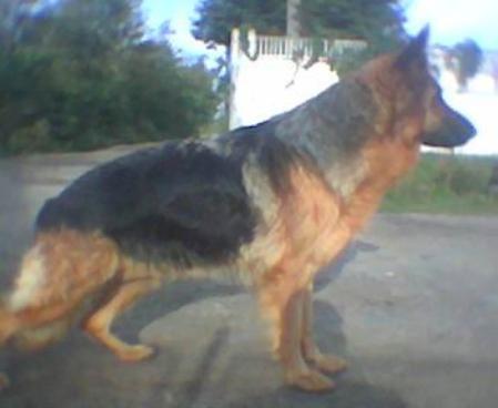 Peggy v Schwarztal-ro