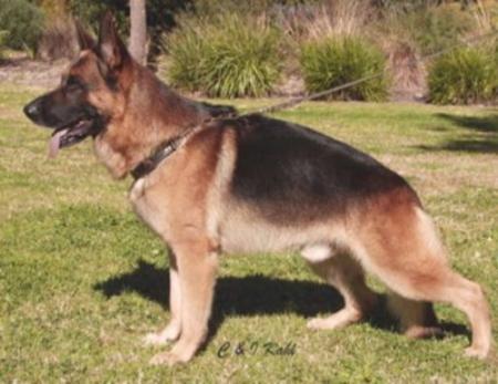 Dellahund Justa Crusader