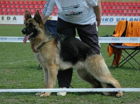 Luri Gelezinis vilkas