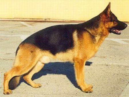 CH.PL Marco z Krywlan