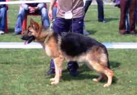 Vella Vom Haus Selia