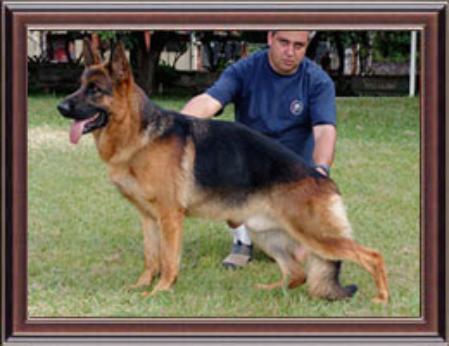 Igel di Capela Batti 2003