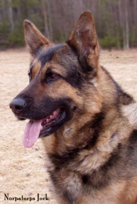 KORAD Norpatorps Jork