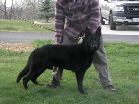 Ruger vom Johnson-Haus