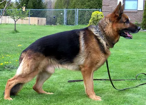 V-2 Ajax von Kritz Haus