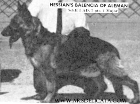CH (US) Hessian's Balincia of Aleman