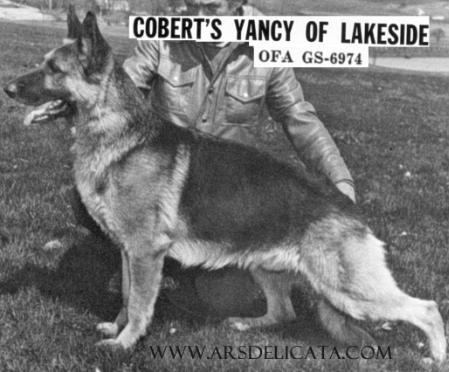 CH Cobert's Yancy of Lakeside