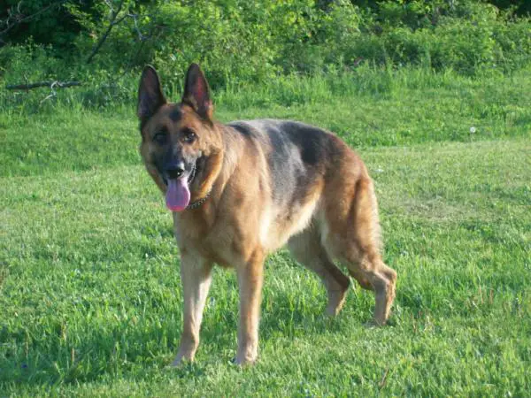 SG Aleit V Haus Roxbury