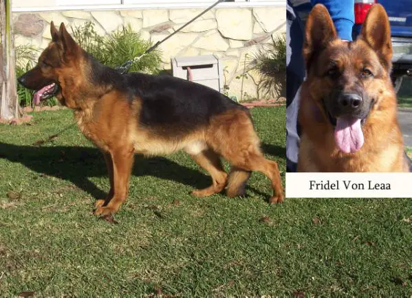 V3 (V17 Mexicano Siegerschau 2005) Fridel von Leaa
