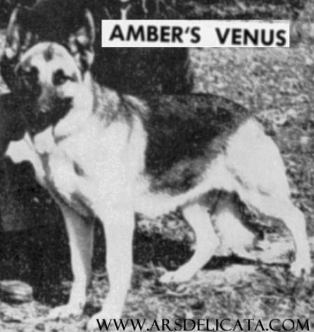 Amber's Venus