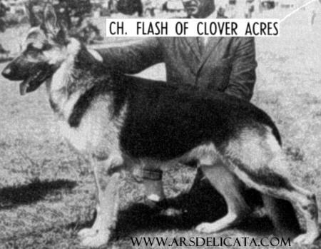 (USA) CH Flash of Clover Acres