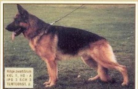 Ringo van ' t Moekkahof