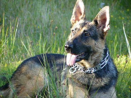 Ellie van het Basjes Huis