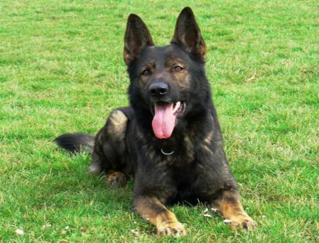 V Orkan vom Kapbusch