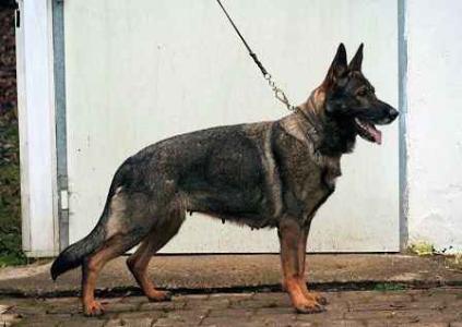 Cher Car's Ela von der Wormser Altstadt