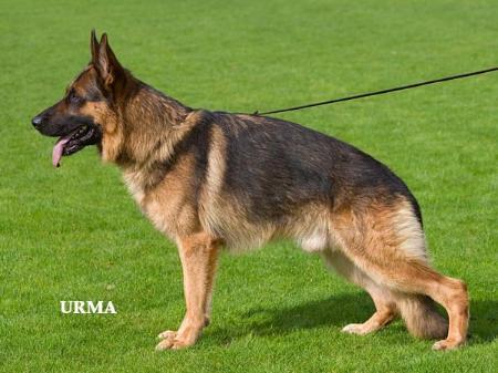 VA (F) ULK du Fils de la Montagne