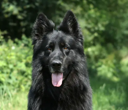 Balko vom Ossenliet